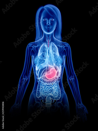 3d rendered medically accurate illustration of a womans stomach