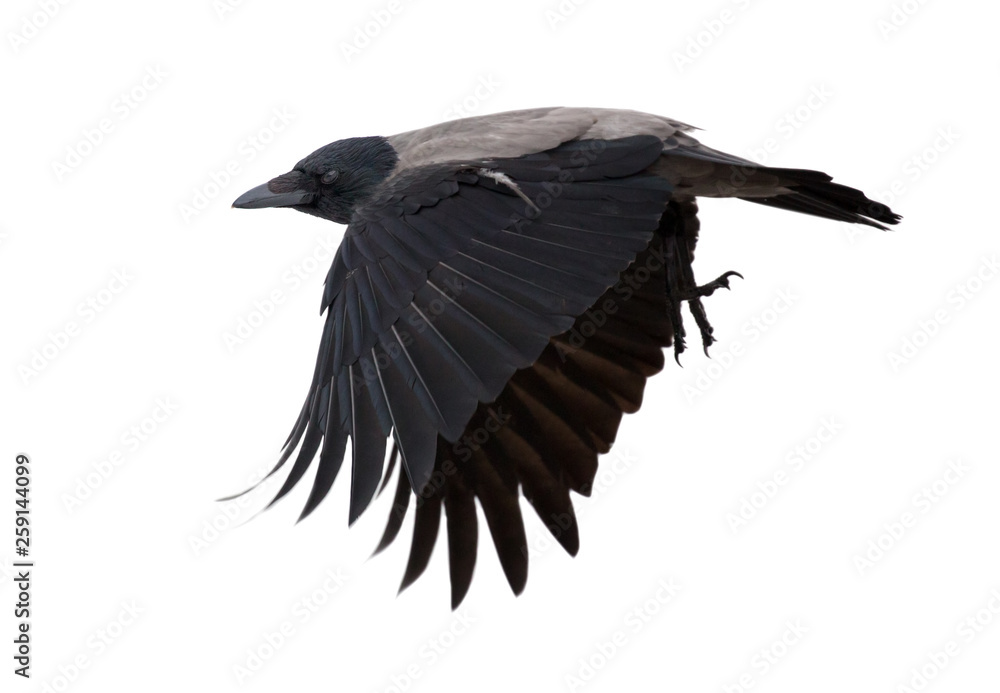 Fototapeta premium one flying grey crow isolated on white