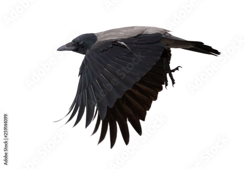 one flying grey crow isolated on white