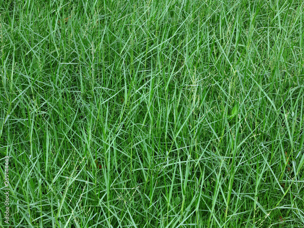 green grass lawn with lush on ground texture green grass lawn with lush on ground texture