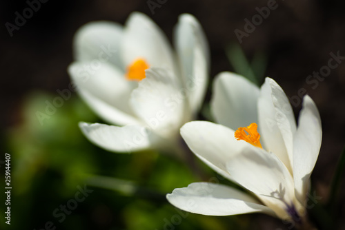 Scenic view of blooming spring crocuses growing on flower bed