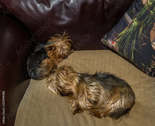 Two small pet dogs sleeping on an indoor couch image with copy space in landscape format