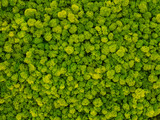 creative idea for background of green stabilized moss