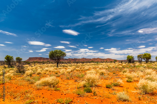 Photography A Hakea tree stands alone in the Australian outback during sunset