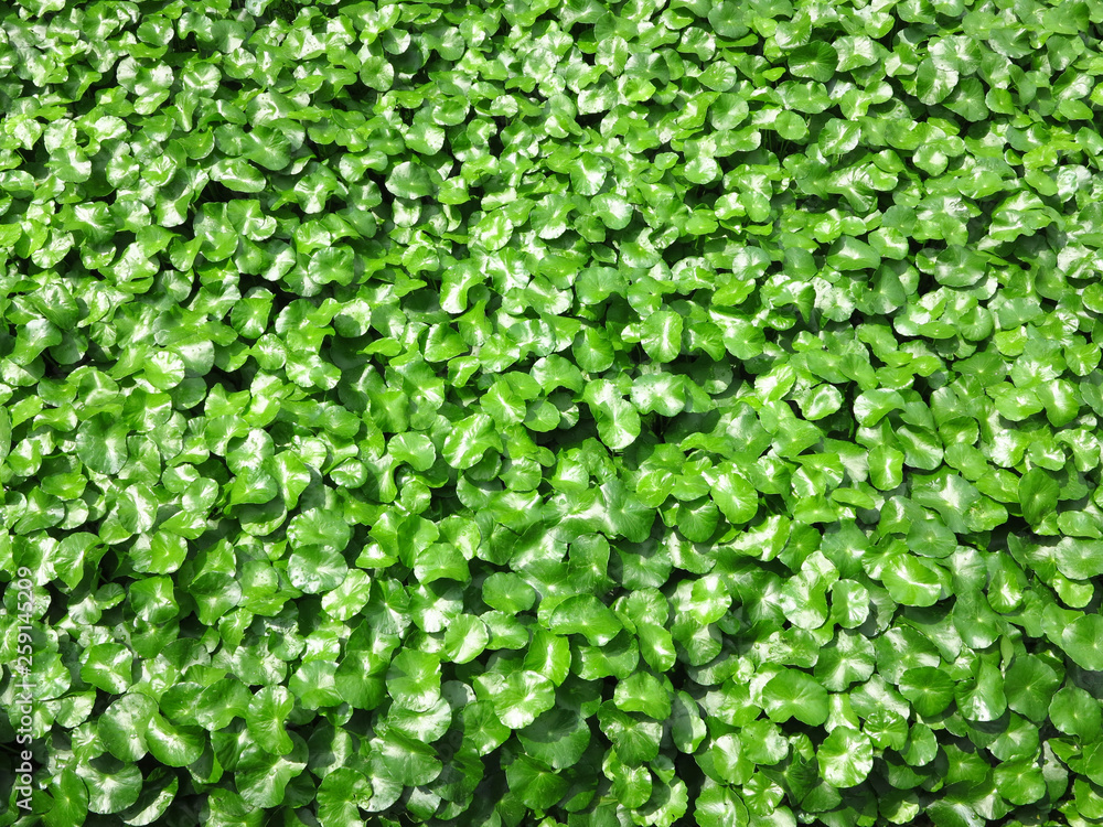 Water Pennywort in garden Water Pennywort in garden