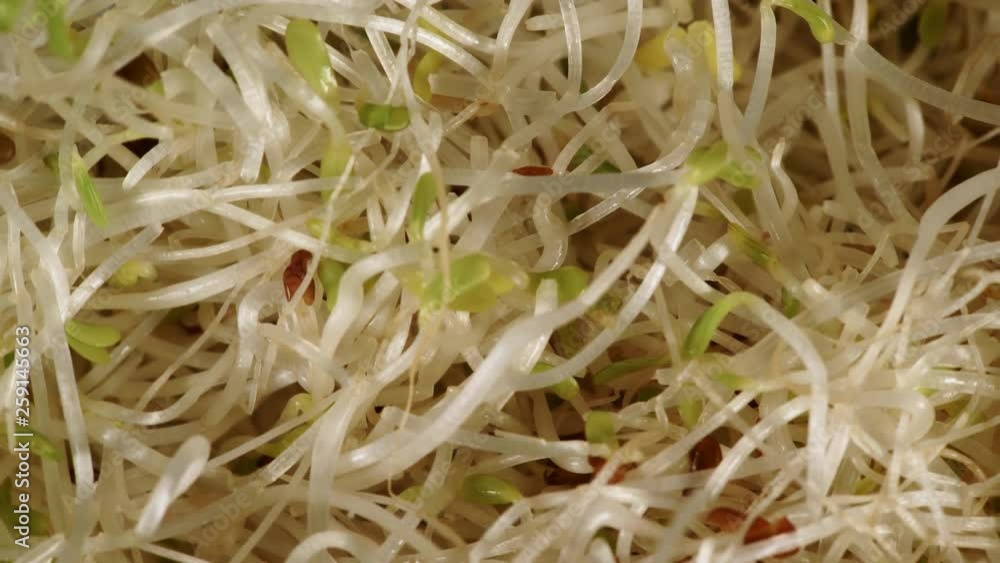 Closeup fresh raw alfalfa lucerne sprouts rotating. Top view. Healthy diet superfood and clean very nutritious eating concept Closeup fresh raw alfalfa lucerne sprouts rotating. Top view. Healthy diet superfood and clean very nutritious eating concept