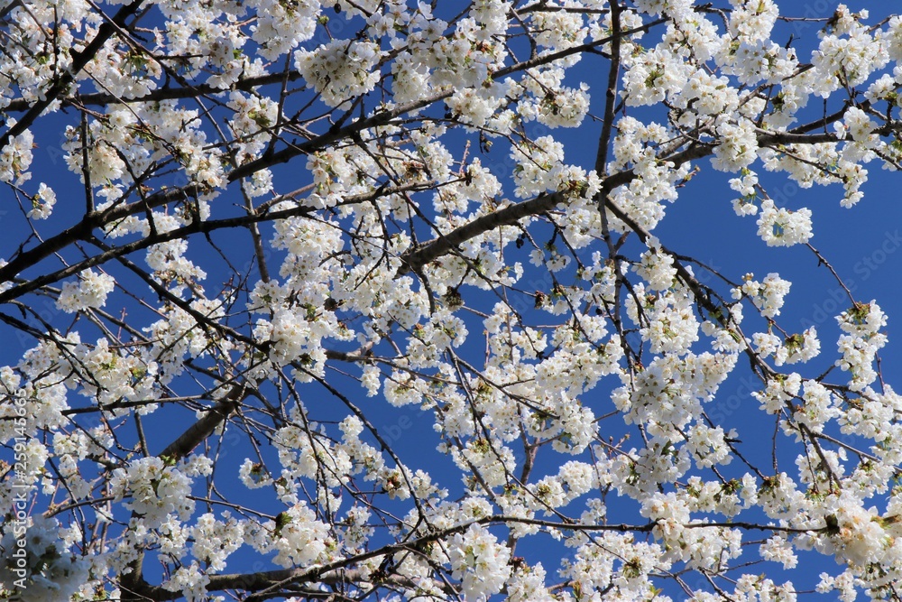 Fototapeta premium Cherry blossom tree during spring flowering.