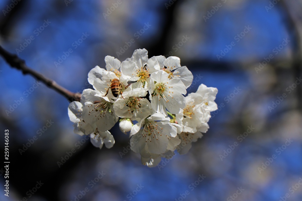 Cherry blossom tree during spring flowering. Cherry blossom tree during spring flowering.
