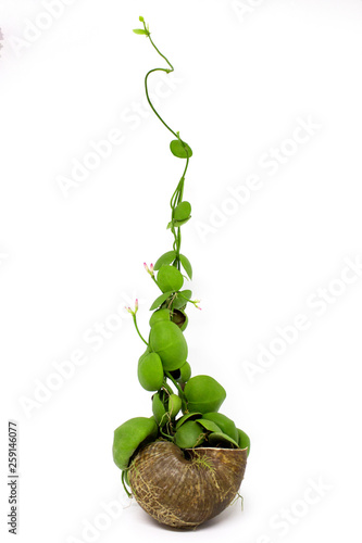 Dischidia pectinoides on white background, ant plant photo