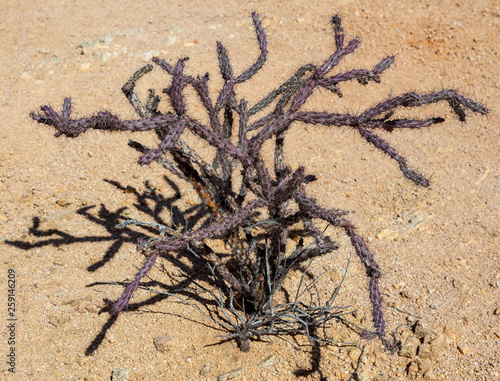 Purple cholla cactus.