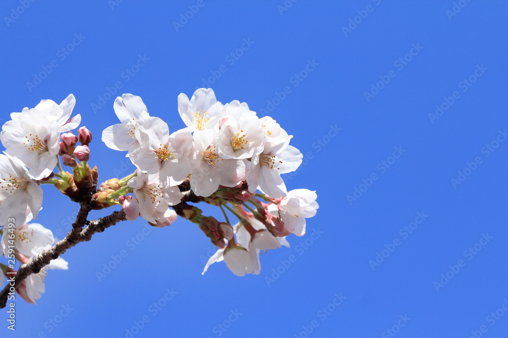cherry blossoms bloom and blue sky cherry blossoms bloom and blue sky