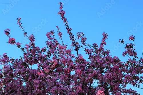 Fototapeta Peach tree branch, during spring flowering.