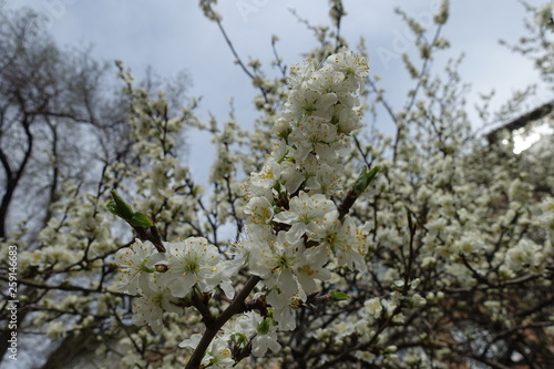 Wallpaper Mural Erect branch of blossoming cherry against cloudy sky Torontodigital.ca