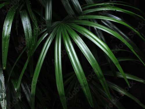 green palm leaf with water drop in garden