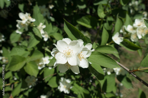 Close shot of white flower of Philadelphus coronarius