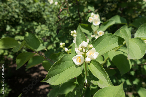 Buds and white flowers of Philadelphus coronarius in May