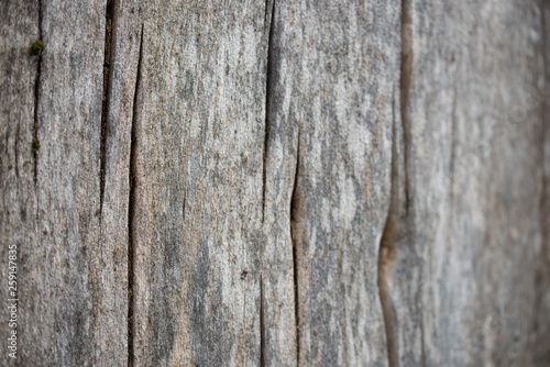 old tree trunk background texture selective focus