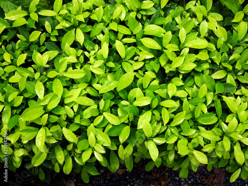 green leaf bush wall with water drop in garden