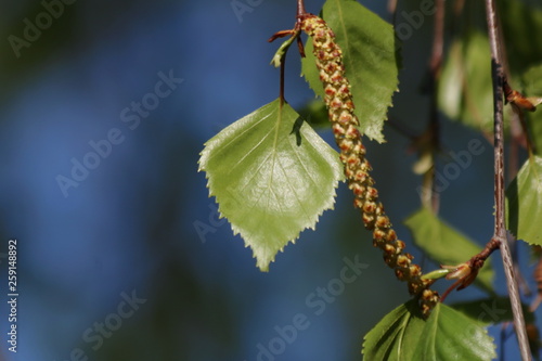 Branch and leaves of birch tree