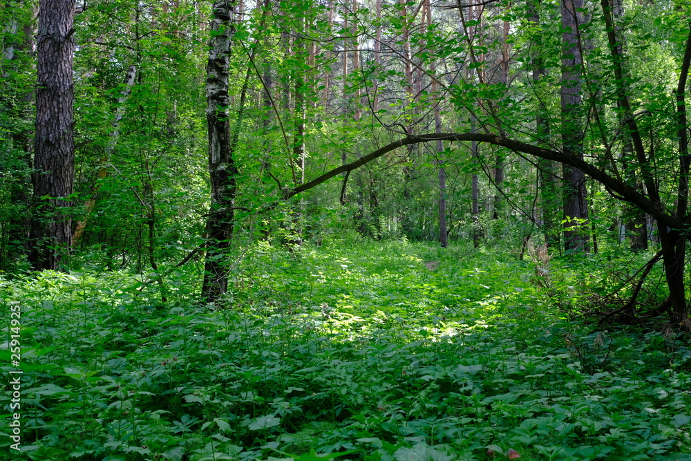 Fototapeta premium Siberian deciduous forest in summer