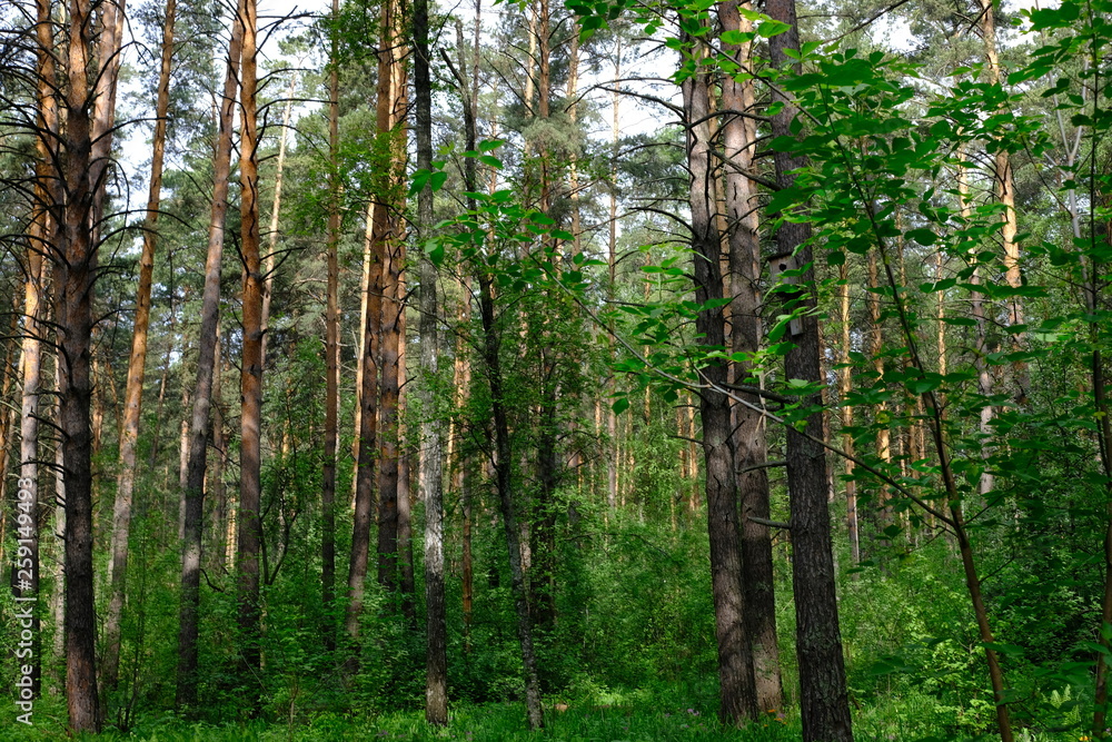 Siberian deciduous forest in summer Siberian deciduous forest in summer