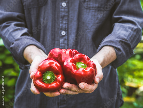 Farmer with red peppers photo