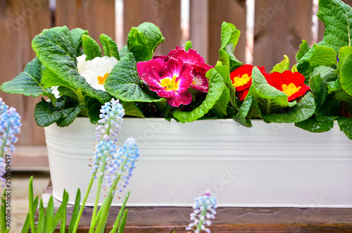 Fototapeta Naklejka Na Ścianę i Meble -  Daffodils and primula in  garden pots outdoor terrace