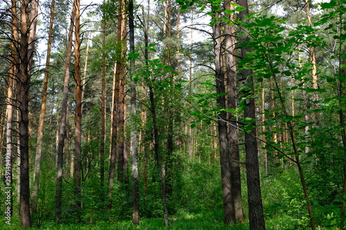 Fototapeta Naklejka Na Ścianę i Meble -  Siberian deciduous forest in summer