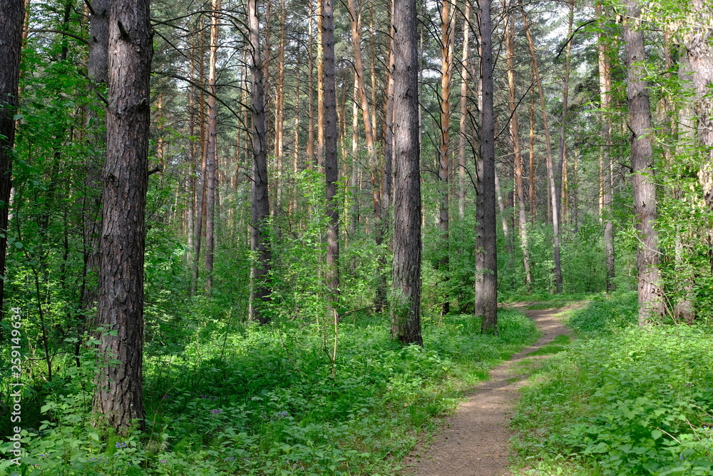 Siberian deciduous forest in summer Siberian deciduous forest in summer