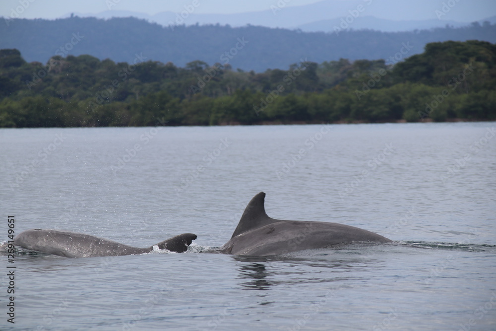 Fototapeta premium Dolphins in Panama