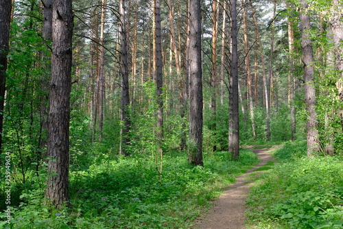 Siberian deciduous forest in summer © Ilya L