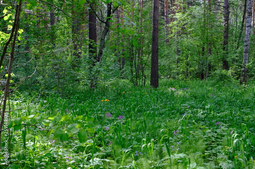 Siberian deciduous forest in summer