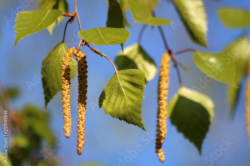 Branch and leaves of birch tree