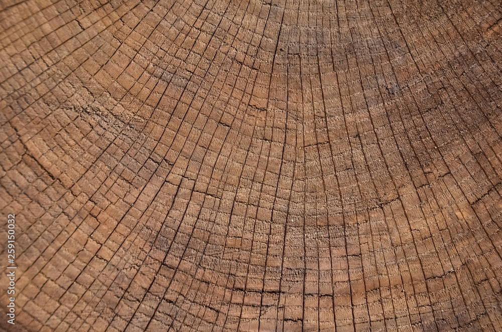 Fototapeta premium vintage grunge background with cracked old wood texture with 3D effect, Tree rings, Dendrochronology.