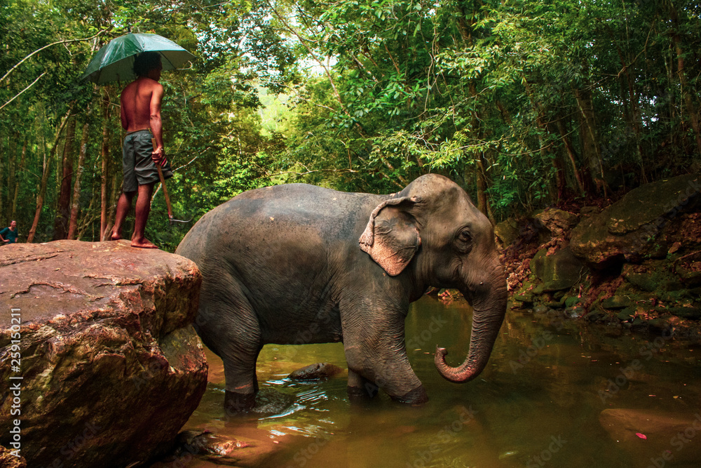 Obraz premium elephant bathing in a river in the jungle of Thailand, Koh Chang