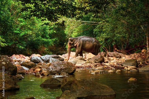  an elephant crosses a river in the jungle, in the wild nature of Thailand