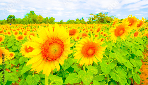 These are sun flowers park or flora park that people growing and keeping for tourist to visit for sightseeing and education at Buriram Thailand.