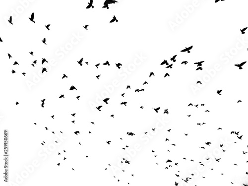  flock of flying birds
