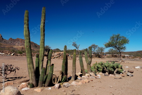 cactus in desert Sierra San Francisco Baja California mexico
