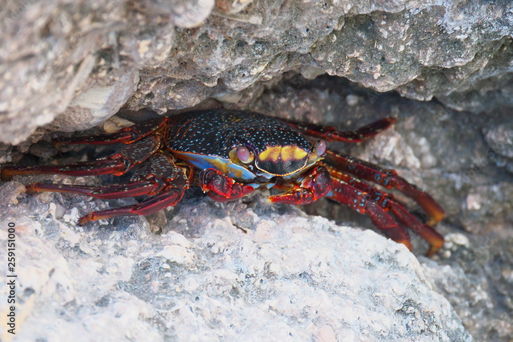crab on the rock Loreto Isla Danzante Baja California mexico crab on the rock Loreto Isla Danzante Baja California mexico