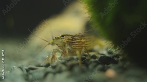 Close-up view of Freshwater Bamboo Shrimp. Atyopsis moluccensis. photo