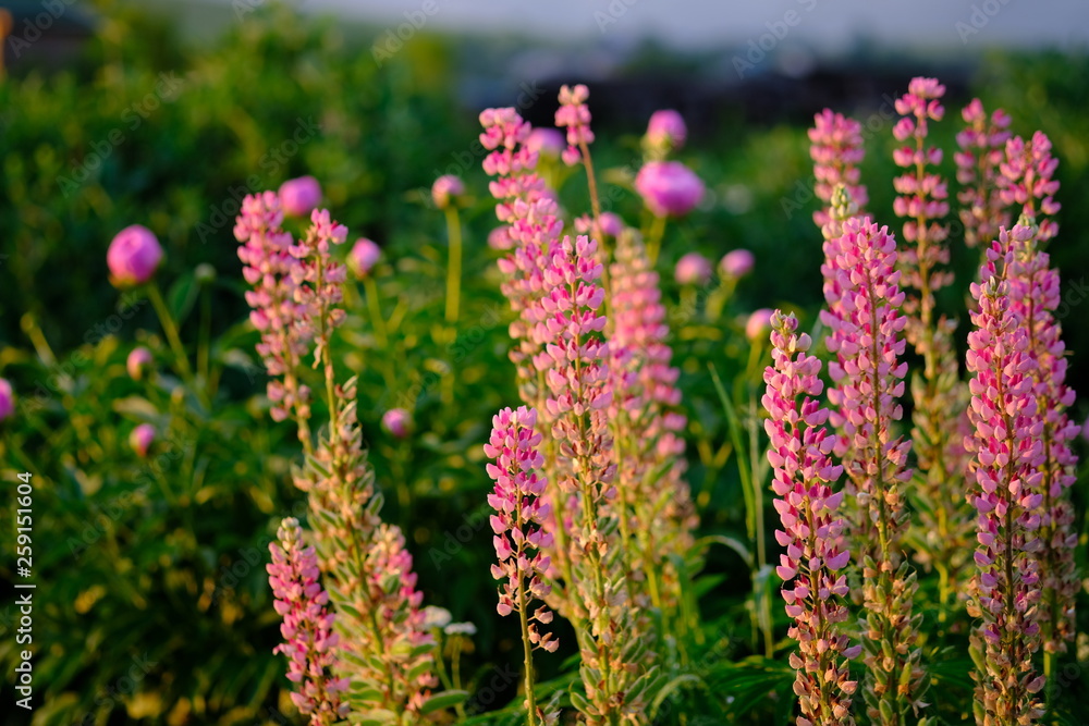 beautiful Siberian garden flowers beautiful Siberian garden flowers
