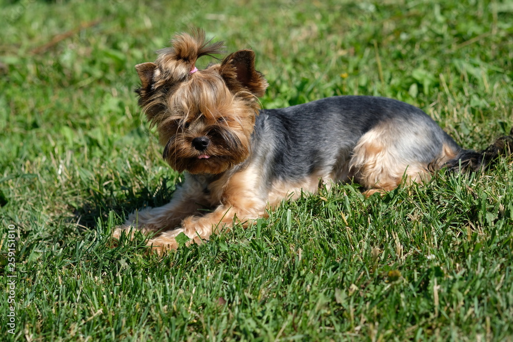 little yorkshire terrier walks in the grass little yorkshire terrier walks in the grass