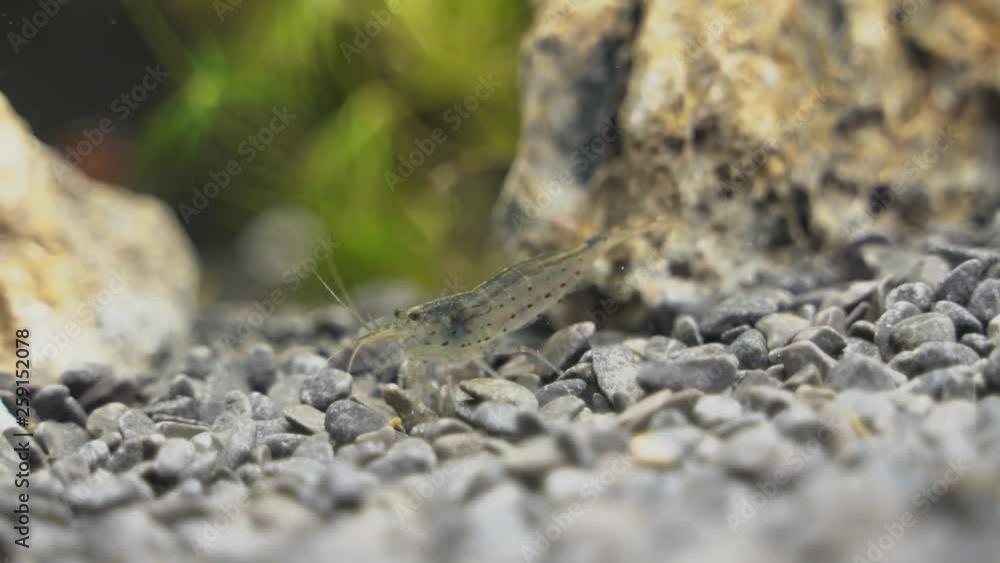 Close-up view of Freshwater Amano shrimp. Caridina multidentata. Close-up view of Freshwater Amano shrimp. Caridina multidentata.