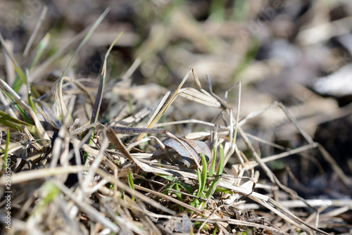 Dry grass in the spring forest close up