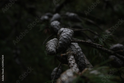 cones of pine