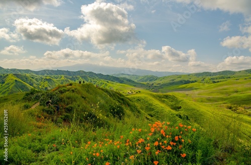 Fototapet Poppies and green hills line the trails in spring at Chino Hills park