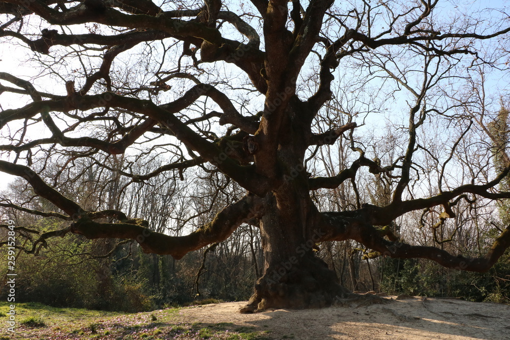 Fototapeta premium Tree moment
