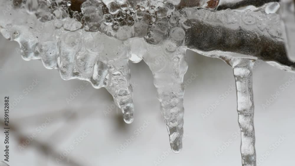 Melting dripping icicles from the branch in the early spring macro close up view. Transparent beautiful icicle melts therethrough falling water drops are seen Melting dripping icicles from the branch in the early spring macro close up view. Transparent beautiful icicle melts therethrough falling water drops are seen
