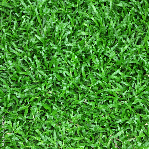 green grass lawn with lush on ground texture
